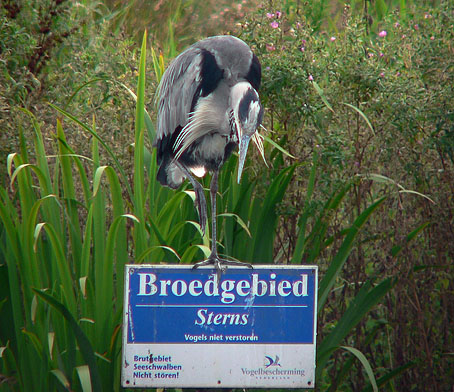 Blauwereiger230806